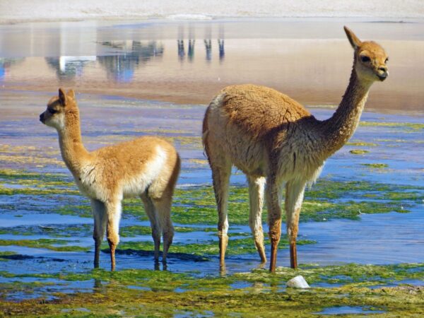 Vicuñas an einer Lagune