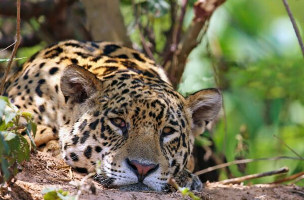Jaguar