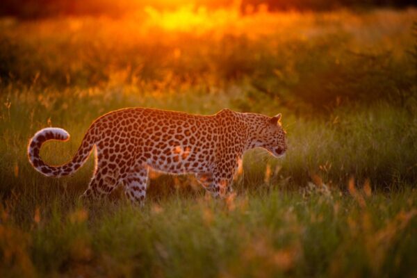 Leopard im Abendlicht