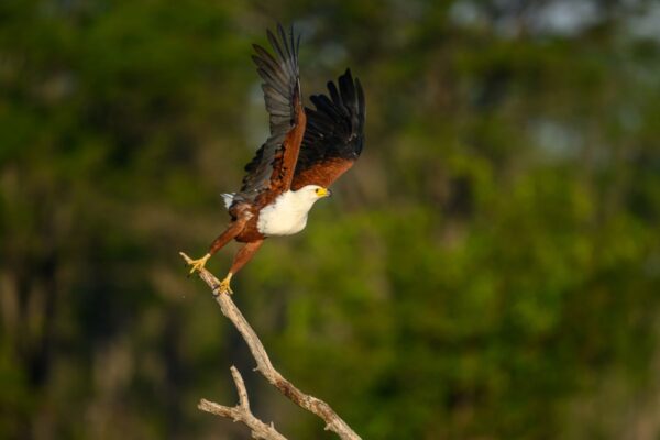 Afrikanischer Schreiseeadler im Abflug in Botswana