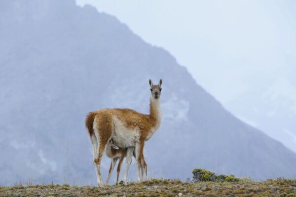Guanako im Nationalpark Perito Moreno