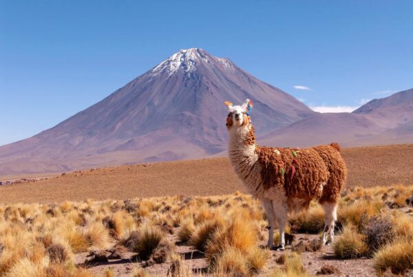 Lama posiert vor dem Licancabur