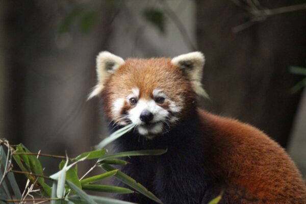 Kleiner bzw. Roter Panda