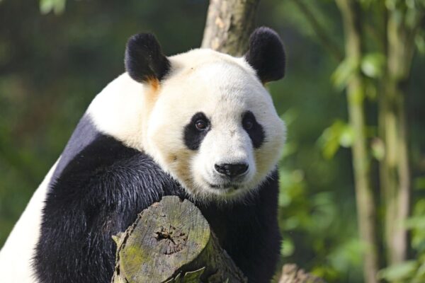 Pandabär