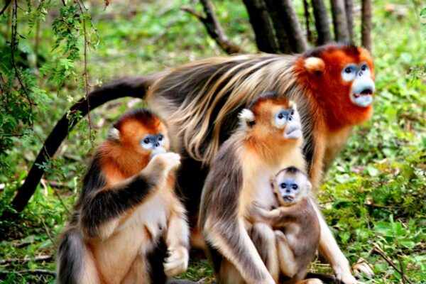 Goldstumpnasenaffen-Familie im Shennongjia-Nationalpark
