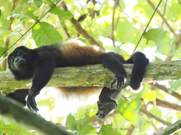 Brüllaffe im Corcovado NP, Costa Rica