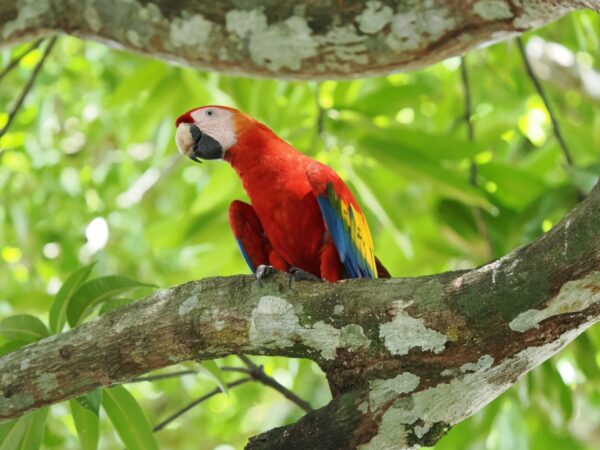 Roter Ara, Costa RIca