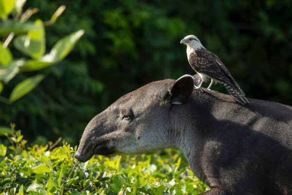 Bairds Tapir und eine Gelbköpfige Karakara