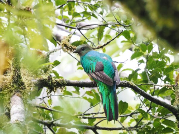 Sichtung eines Quetzal – Göttervogel der Maya