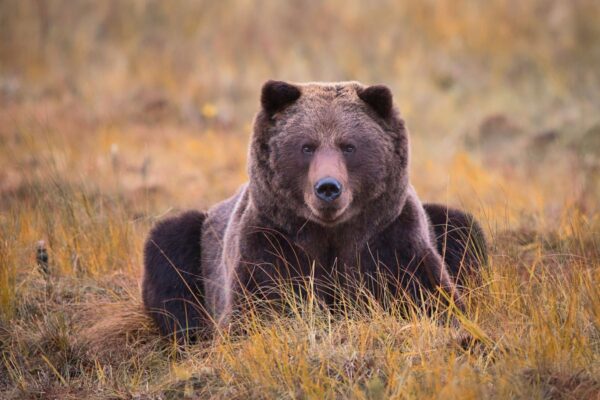 Bär im Fokus
