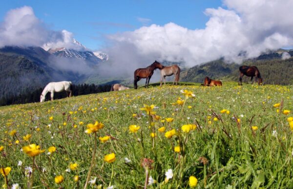Pferdetrekking in Tuschetien