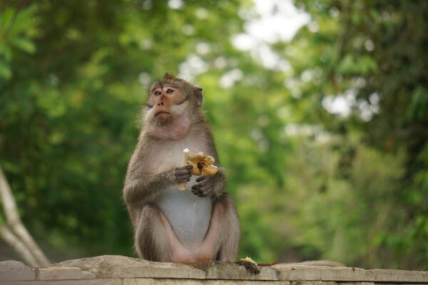 Affe auf Bali
