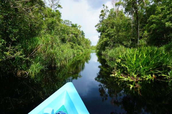 Spiegel des Paradies – Tanjung Puting NP
