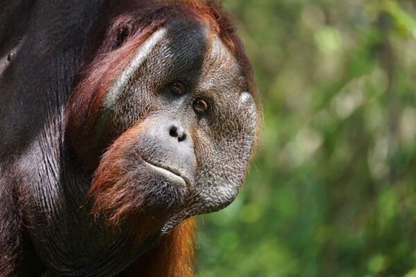 Orang-Utan-Männchen auf Borneo