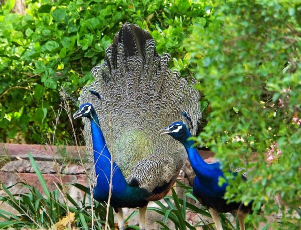 Pfau