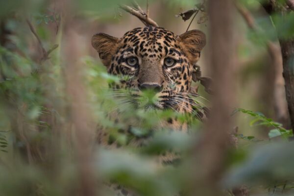 indischer Leopard