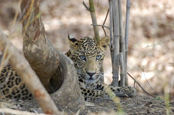 Leopard