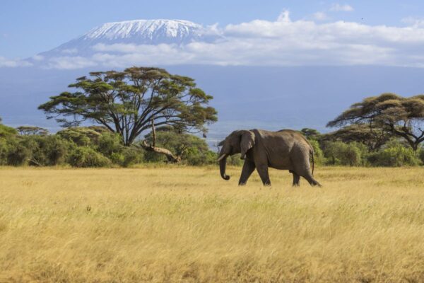 Elefant im Amboseli Nationalpark