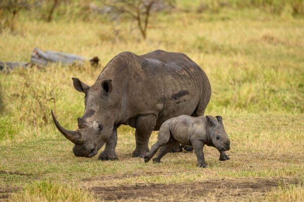Nashorn mit Kalb im Solio