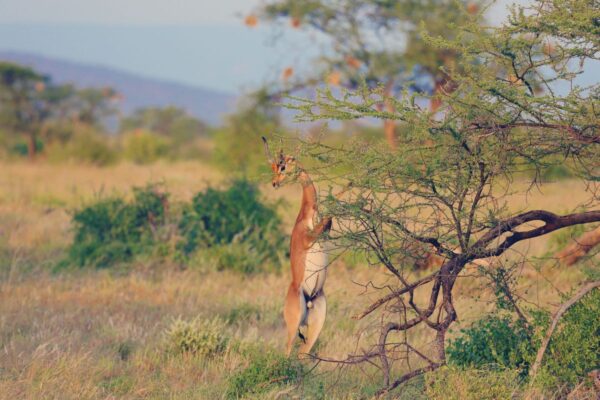 Gerenuk im Samburu Reservat