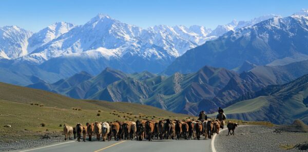 Schafherde in Kirgistan