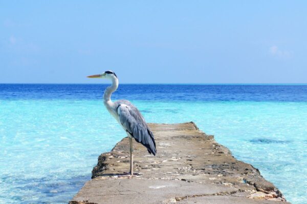 Reiher am Strand
