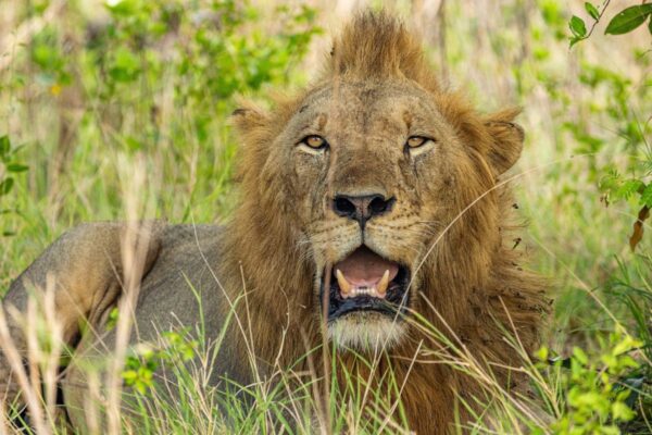 Junges Löwenmännchen im Gorongosa-Nationalpark