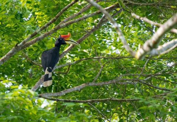 Rhinozeroshornvogel im Tabin Wildlife Reserve