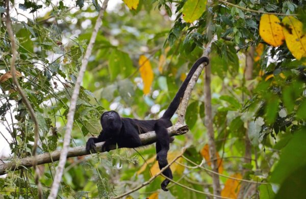 Affe