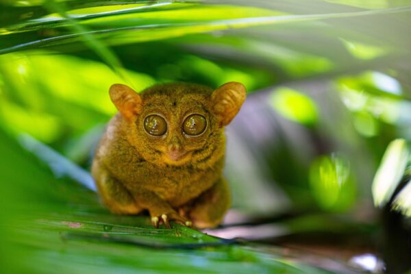 Der Tarsier ist die kleinste Primatenart der Welt und lebt auf den Philippinen und in Indonesien