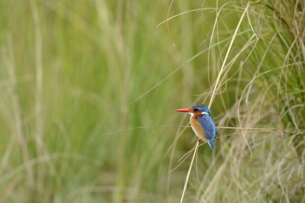 Eisvogel im Okavango-Delta