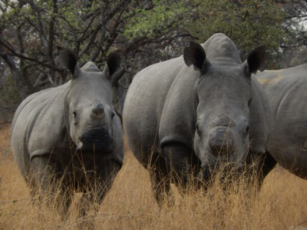 Matobo-Nationalpark, Simbabwe