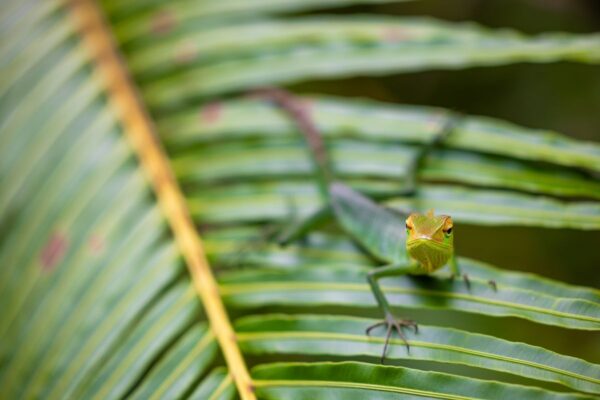 Gecko auf einem Blatt im Sinharaja Regenwald