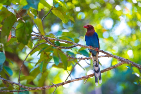 Exotische Tierwelt im Sinharaja Regenwald