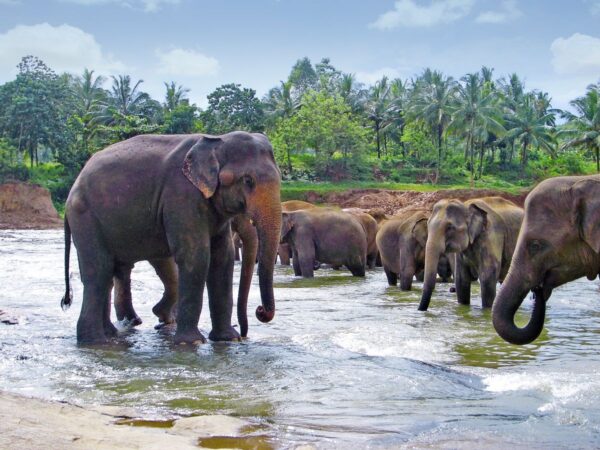 Elefanten in Sri Lanka beobachten