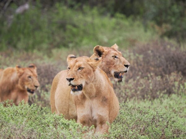 Greater Kruger Nationalpark