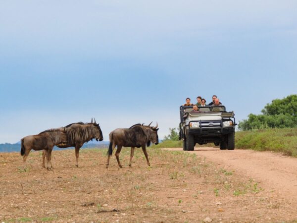 Greater Kruger Nationalpark