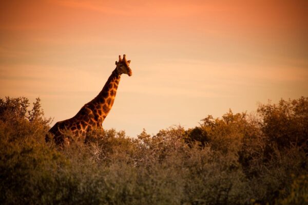 Wildromantischer Sonnenuntergang in Afrika