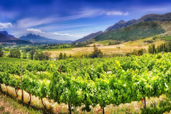 Weinberg bei Stellenbosch