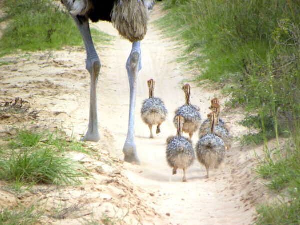 Straußenfamilie in der Steppe
