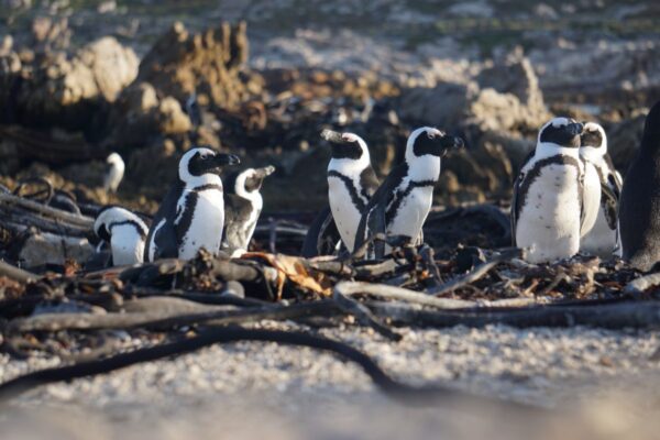 Pinguine in Bettys Bay