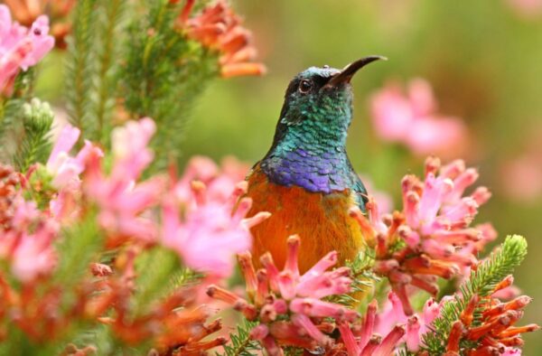 Orange-breasted sunbird auf einer Protea