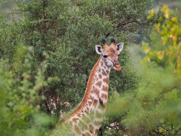 Greater Kruger Nationalpark