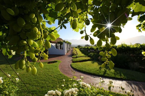 Weinland bei Paarl