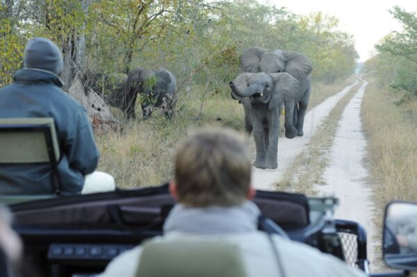Auf Safari, Sabi Sands, Krüger-Nationalpark, Südafrika