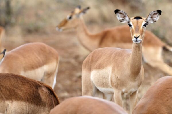 Impalas - Krüger-Nationalpark