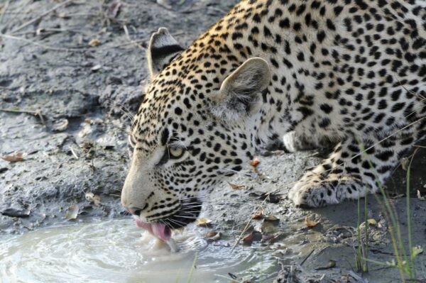 Leopard - Greater Krüger-Nationalpark