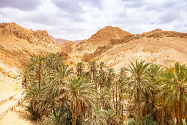 Oase mit grünen Palmen und sandigen Felsformationen in der Wüste von Tunesien, Afrika