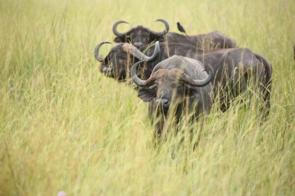 Büffel auf Safari im Murchison-Nationalpark