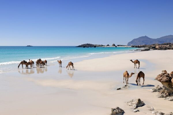 Kamele am Strand